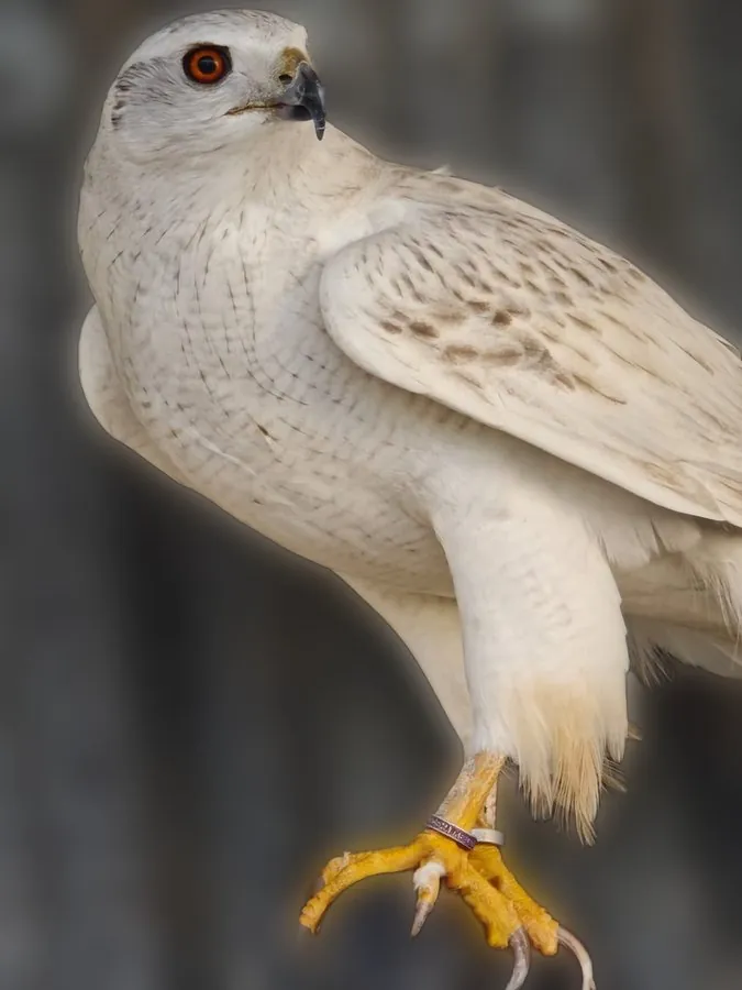 Closed identification ring on a goshawk's leg