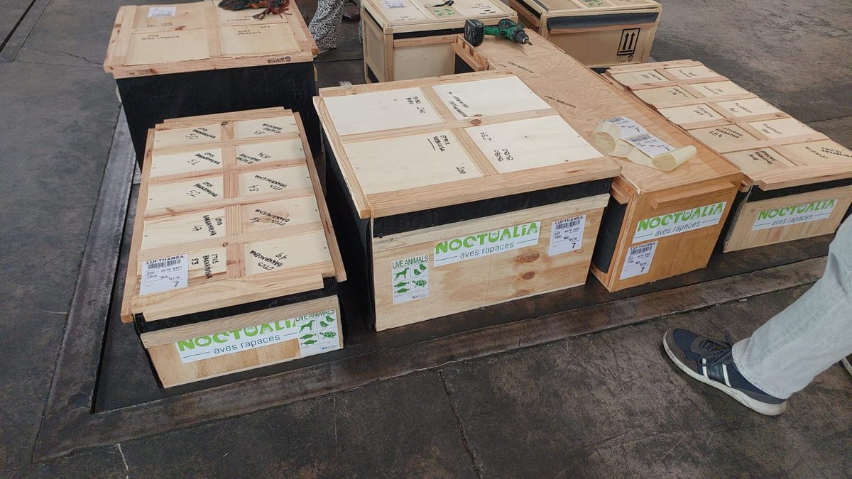 Detalle cajas IATA con etiquetas Lufthansa