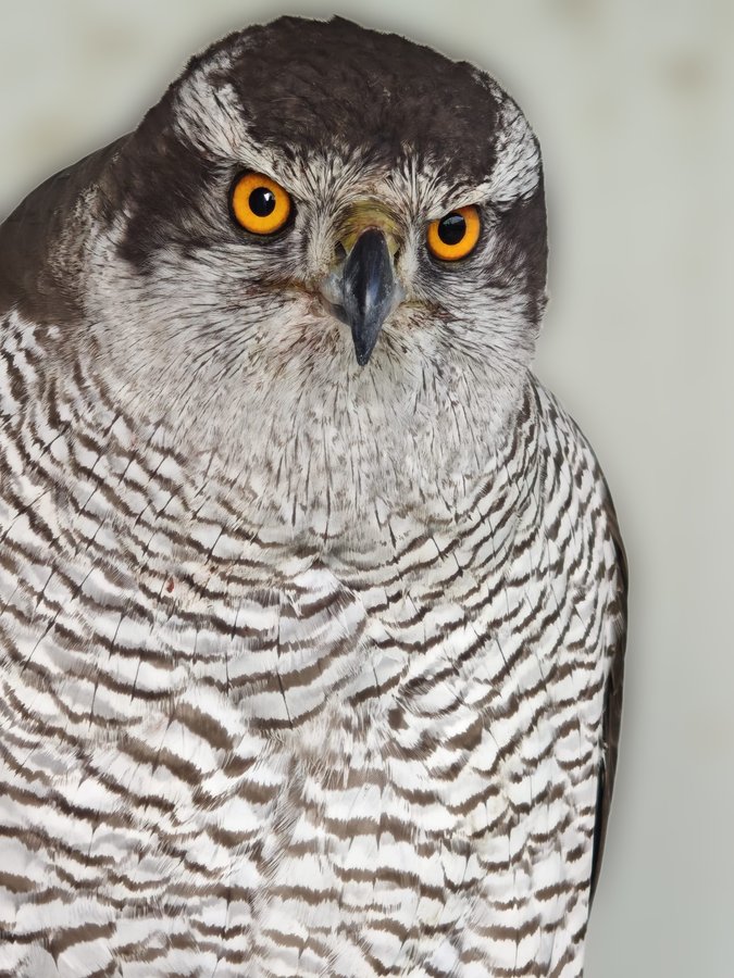 Azor común - Accipiter gentilis