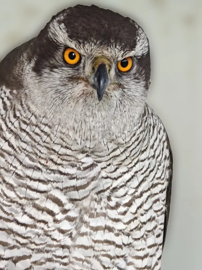 الباز الشمالي (Accipiter gentilis)