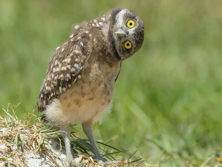 Mochuelo de madriguera - Athene cunicularia