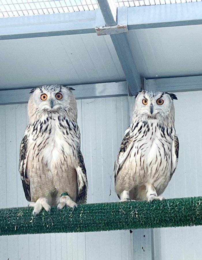 Búho real euroasiático - Bubo bubo