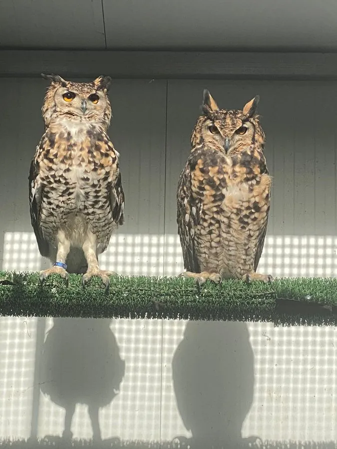 بومة الكاب (Bubo capensis)