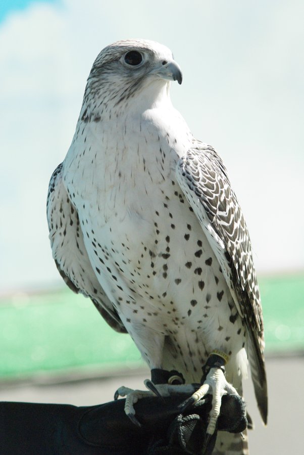 Halcón peregrino - Falco peregrinus