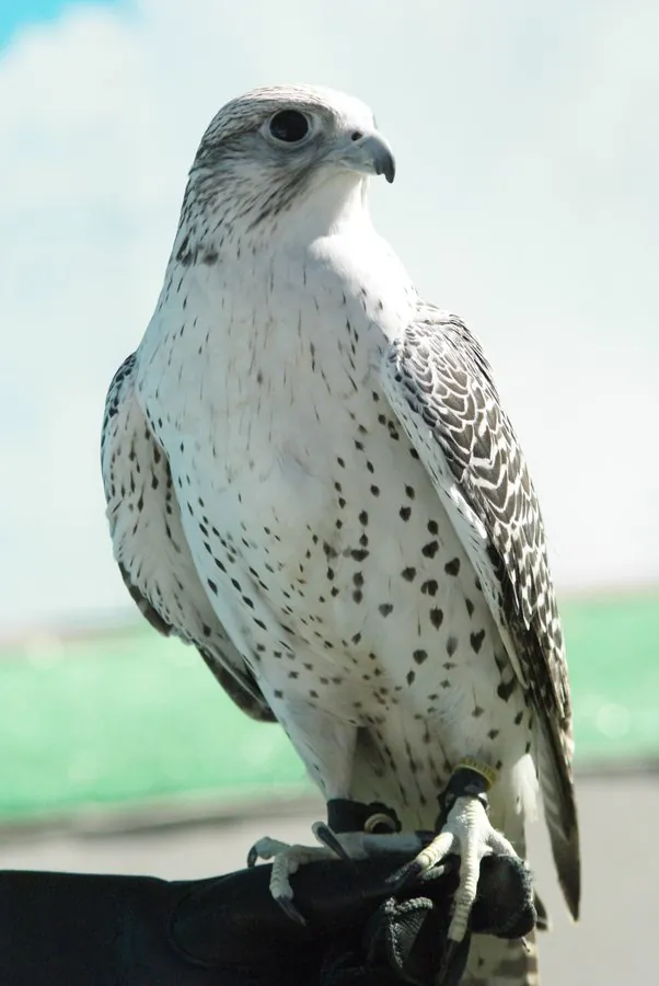 صقر الشاهين (Falco peregrinus)