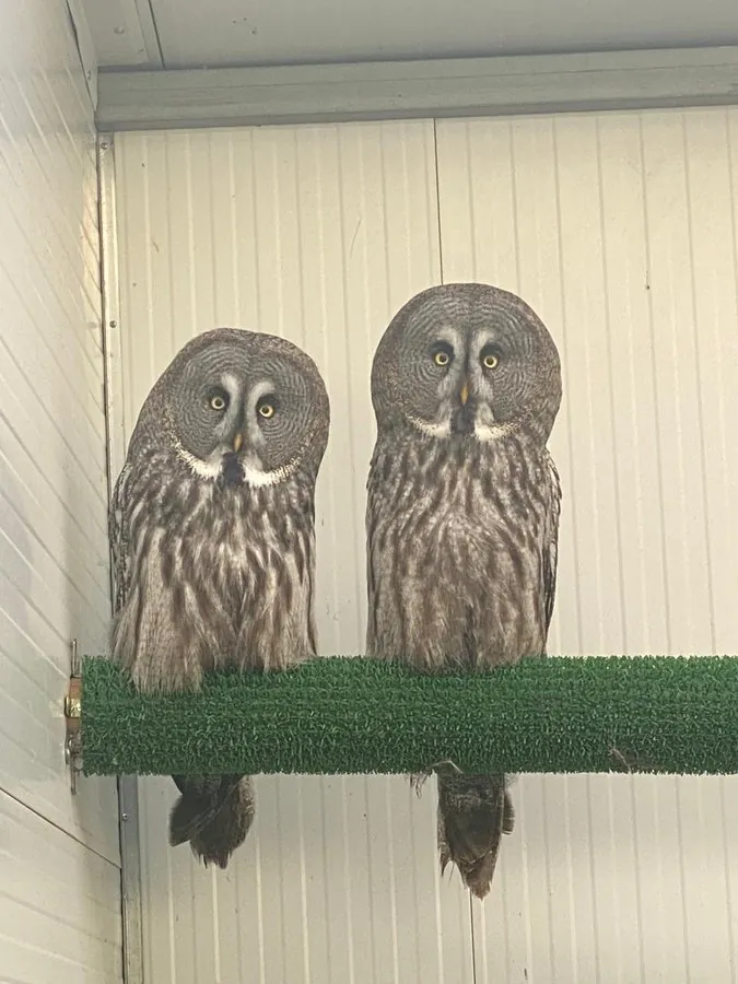 البومة الرمادية الكبيرة (Strix nebulosa)